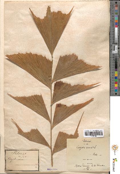 spécimen de Caryota urens