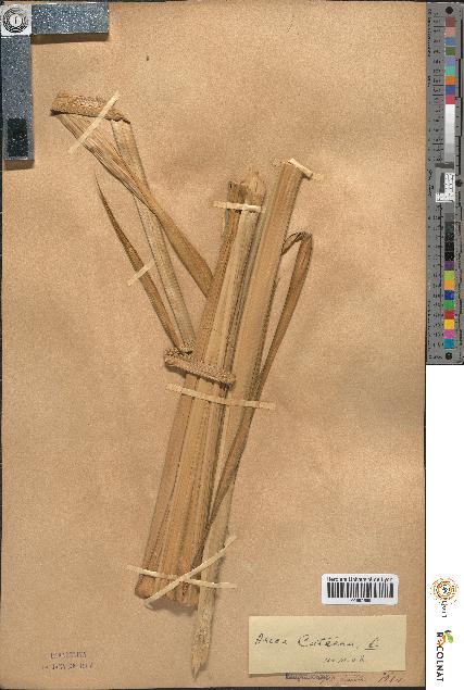 spécimen de Areca catechu