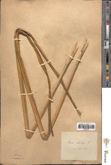 spécimen de Areca catechu