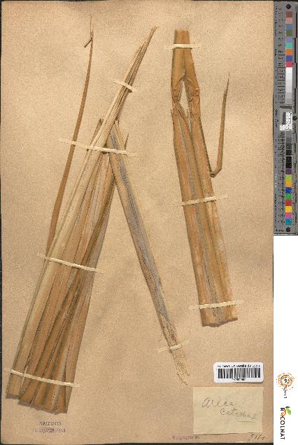 spécimen de Areca catechu