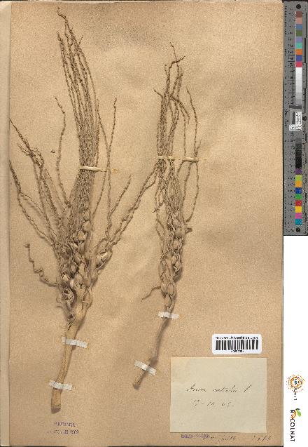 spécimen de Areca catechu