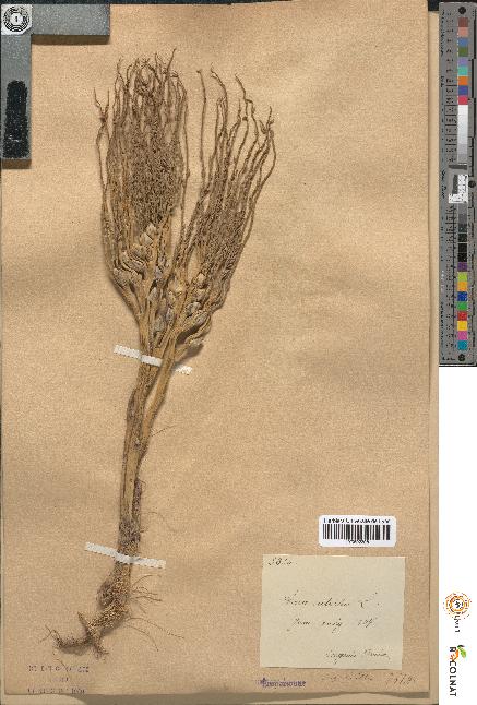 spécimen de Areca catechu