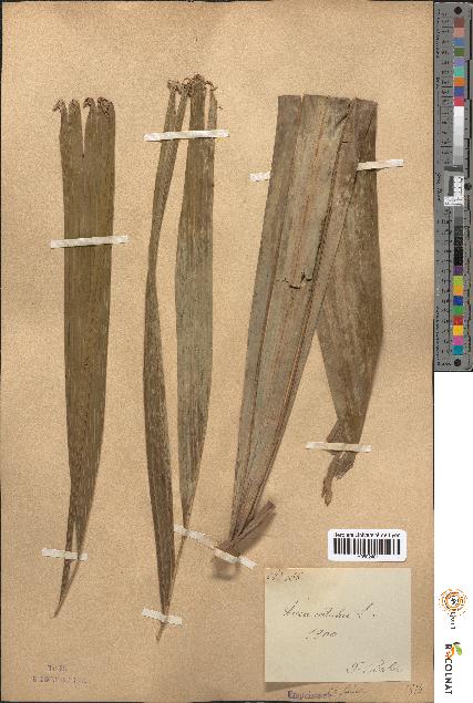 spécimen de Areca catechu