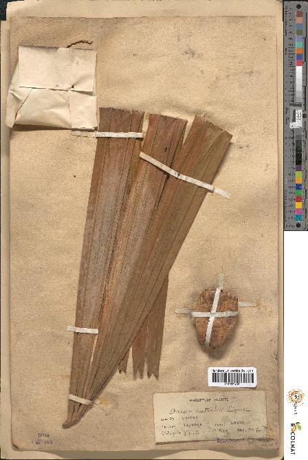 spécimen de Areca catechu