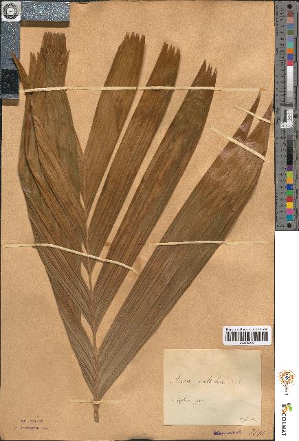 spécimen de Areca catechu