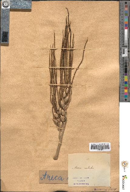 spécimen de Areca catechu
