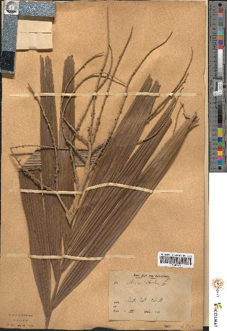 spécimen de Areca catechu