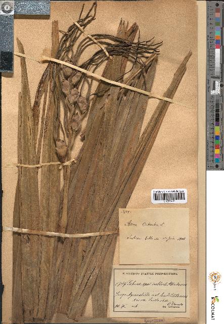 spécimen de Areca catechu