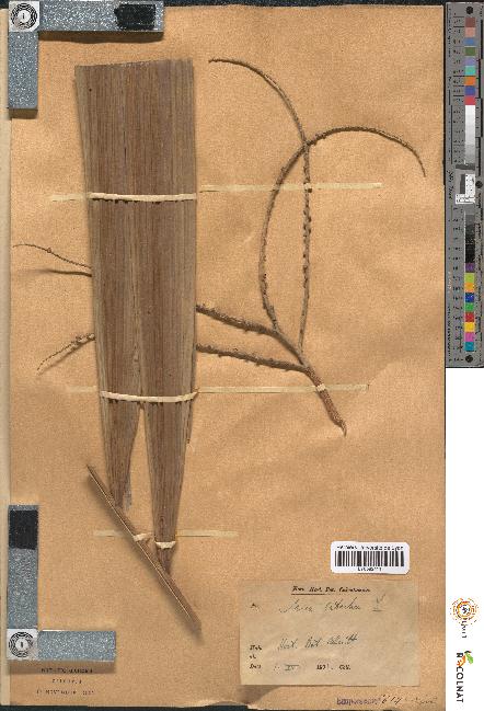 spécimen de Areca catechu