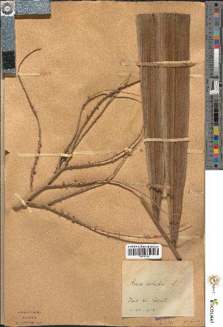 spécimen de Areca catechu