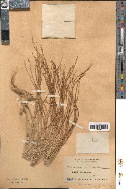spécimen de Areca catechu