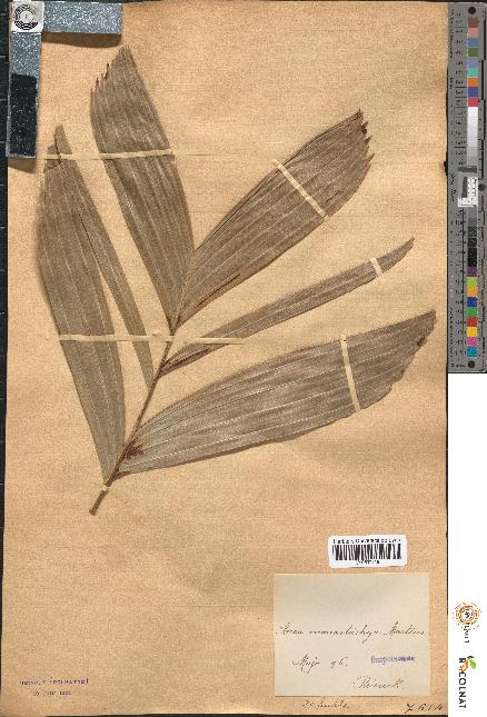 spécimen de Areca monostachya