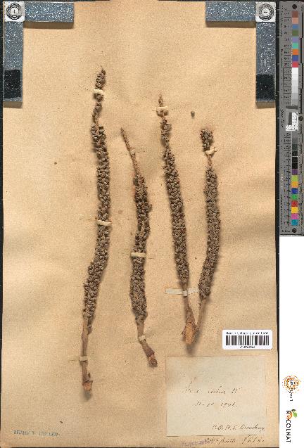 spécimen de Areca rubra