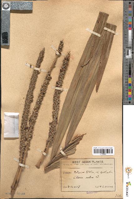 spécimen de Areca rubra