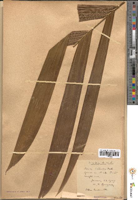spécimen de Areca triandra