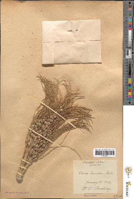 spécimen de Areca triandra