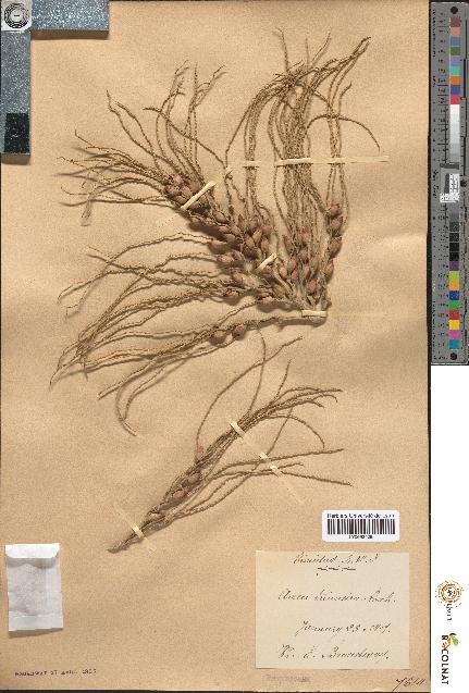 spécimen de Areca triandra
