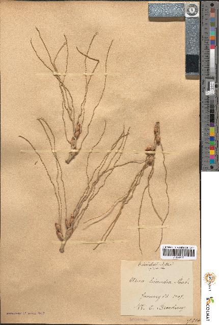 spécimen de Areca triandra