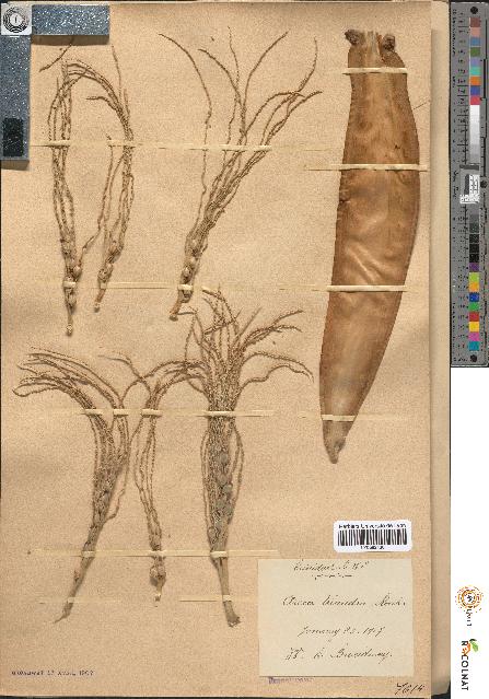 spécimen de Areca triandra