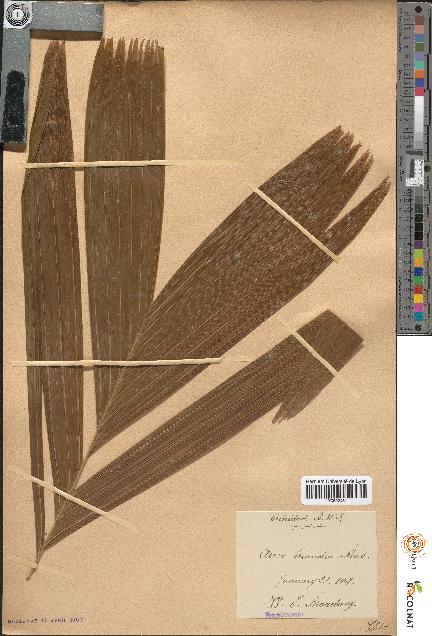 spécimen de Areca triandra