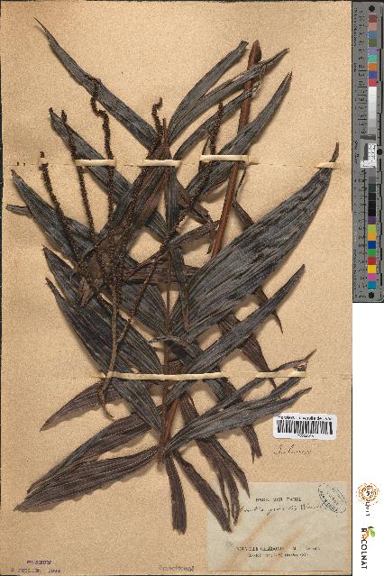 spécimen de Microkentia gracilis