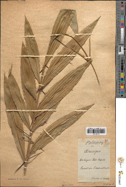 spécimen de Oenocarpus sp.