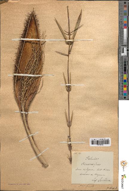spécimen de Oenocarpus sp.