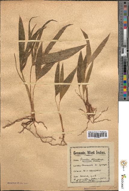 spécimen de Prestoea trinitensis
