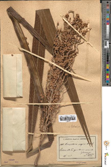 spécimen de Oreodoxa regia