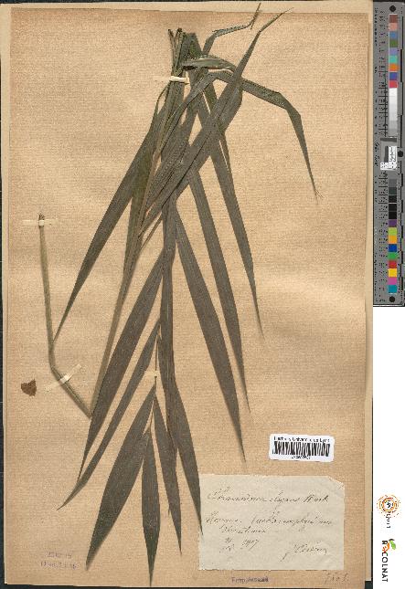 spécimen de Chamaedorea elegans