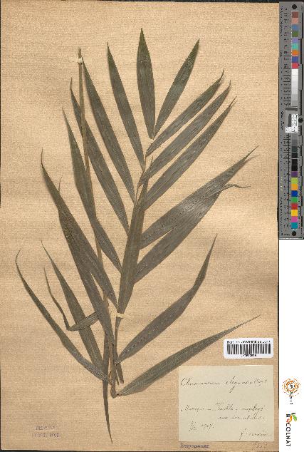 spécimen de Chamaedorea elegans