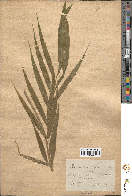 spécimen de Chamaedorea elegans
