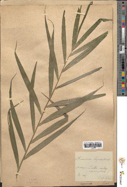 spécimen de Chamaedorea elegans