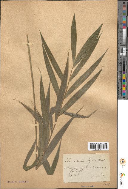 spécimen de Chamaedorea elegans