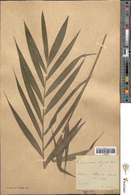 spécimen de Chamaedorea elegans