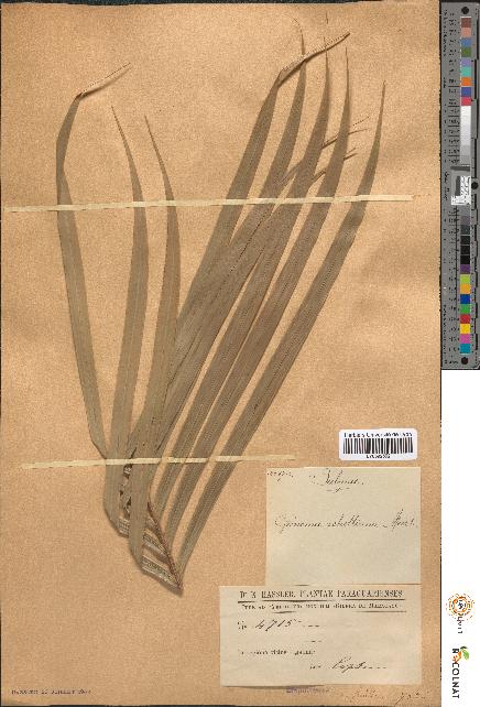 spécimen de Geonoma schottiana