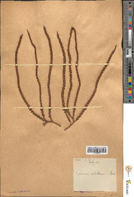 spécimen de Geonoma schottiana