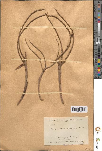 spécimen de Didymosperma porphyrocarpum