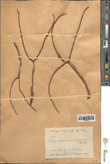 spécimen de Didymosperma porphyrocarpum