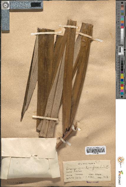 spécimen de Arenga saccharifera