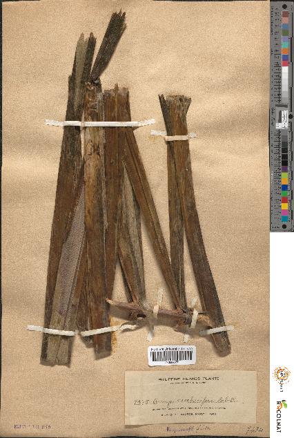 spécimen de Arenga saccharifera