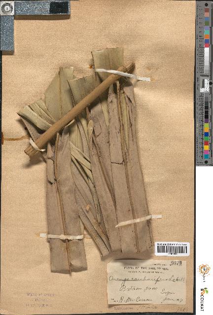 spécimen de Arenga saccharifera
