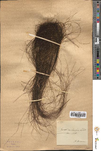 spécimen de Arenga saccharifera