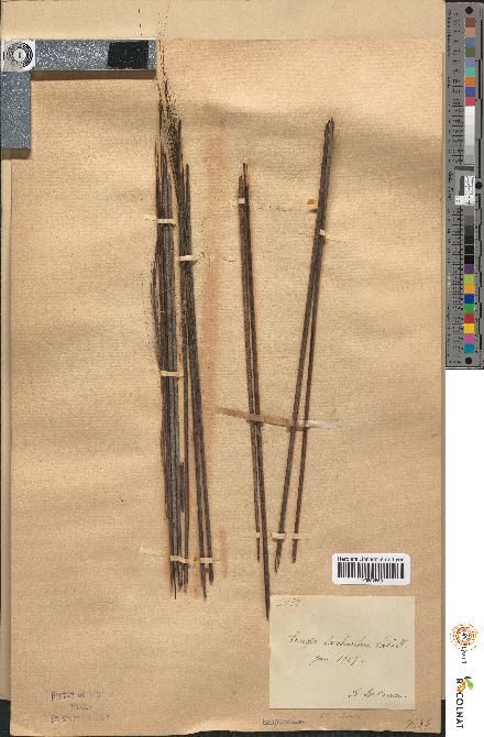 spécimen de Arenga saccharifera