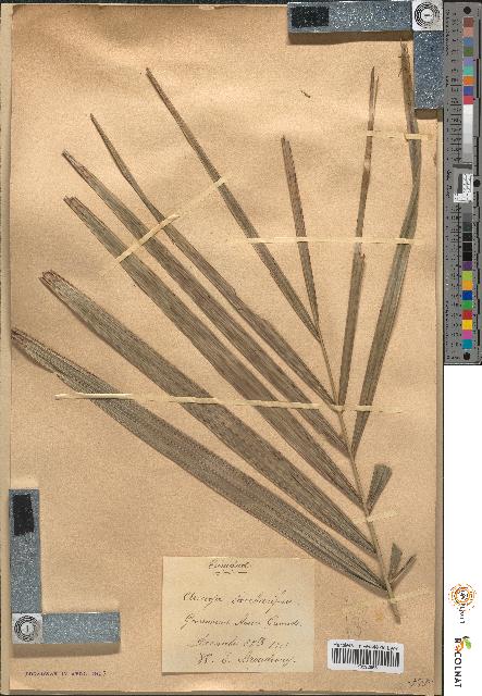 spécimen de Arenga saccharifera