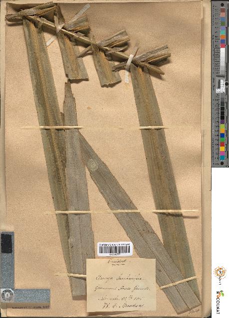 spécimen de Arenga saccharifera