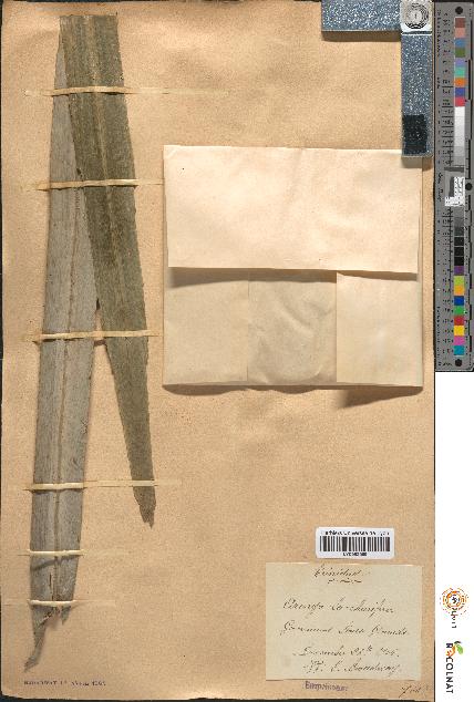 spécimen de Arenga saccharifera