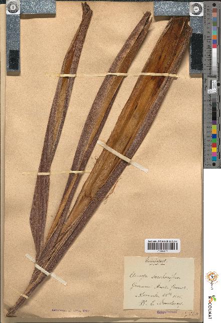 spécimen de Arenga saccharifera