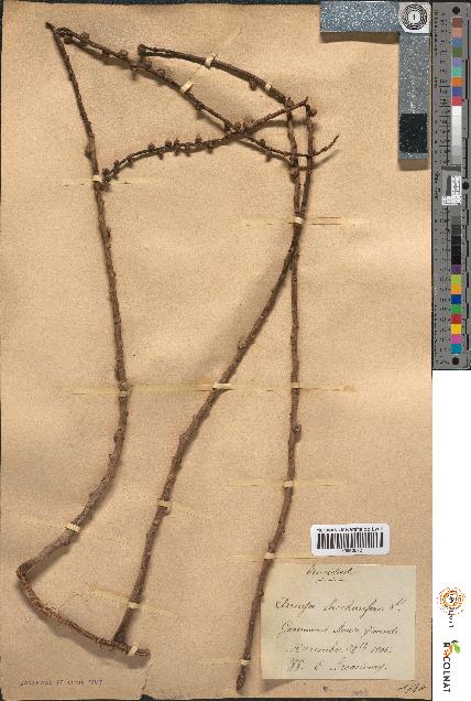 spécimen de Arenga saccharifera