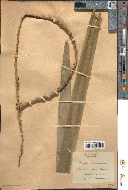 spécimen de Arenga saccharifera